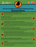 Backyard Birds Infographic
